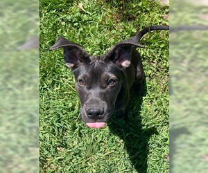 Mutt Dogs for adoption in Sandy, UT, USA