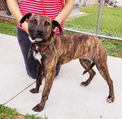 View Ad: Boxer-Plott Hound Mix Dog for Adoption near Texas, Houston ...