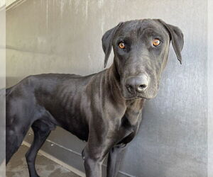 Great Dane-Labrador Retriever Mix Dogs for adoption in San Bernardino, CA, USA