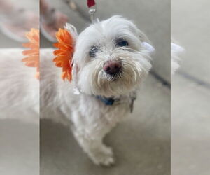 Lhatese Dogs for adoption in Mount Laurel, NJ, USA