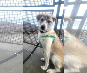 Siberian Husky-Unknown Mix Dogs for adoption in Bellevue, WA, USA