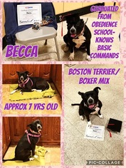 Medium Photo #1 Boston Terrier-Boxer Mix Puppy For Sale in Franklinton, LA, USA