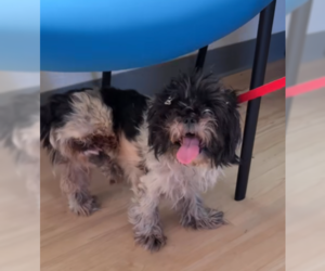 Shih Tzu Dogs for adoption in Pacifica, CA, USA