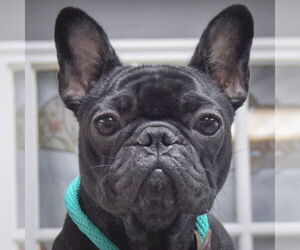 French Bulldog Dogs for adoption in Huntley, IL, USA