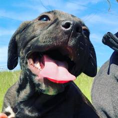 Borador Dogs for adoption in Vacaville, CA, USA