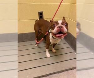 Boston Terrier Dogs for adoption in Forestville, MD, USA
