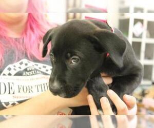 Neapolitan Mastiff Dogs for adoption in Newton, KS, USA