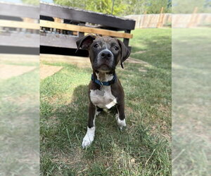 Boxer-Unknown Mix Dogs for adoption in MIDWAY, UT, USA