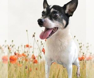 Rat Terrier Dogs for adoption in Helena, AL, USA