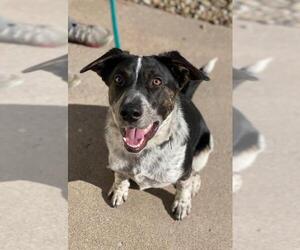 Mutt Dogs for adoption in Albuquerque, NM, USA