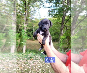 Boston Terrier-Unknown Mix Dogs for adoption in Aurora, IN, USA