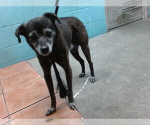 Chihuahua-Whippet Mix Dogs for adoption in Downey, CA, USA