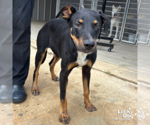 Mutt Dogs for adoption in Washington, DC, USA