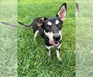 German Shepherd Dog-Unknown Mix Dogs for adoption in Conroe, TX, USA
