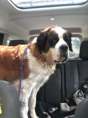 Saint Bernard Dogs for adoption in Lancaster, PA, USA