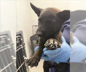 German Shepherd Dog-Unknown Mix Dogs for adoption in San Bernardino, CA, USA