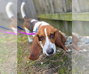 Mutt Dogs for adoption in Brookville, OH, USA