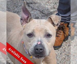 Medium Photo #5 American Bulldog-American Staffordshire Terrier Mix Puppy For Sale in Huntley, IL, USA