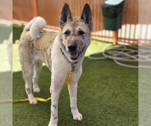 Akita-Unknown Mix Dogs for adoption in Las Vegas, NV, USA
