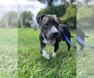 Mutt Dogs for adoption in Virginia Beach, VA, USA