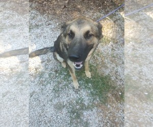 German Shepherd Dog Dogs for adoption in Frenchburg, KY, USA