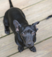 Chiweenie Dogs for adoption in Nesbit, MS, USA