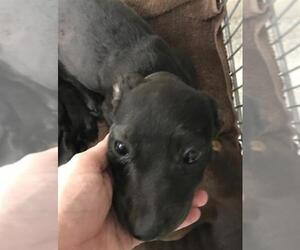 Labrador Retriever Dogs for adoption in Conroe, TX, USA