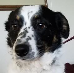 Border Collie-Unknown Mix Dogs for adoption in Burlington, WA, USA
