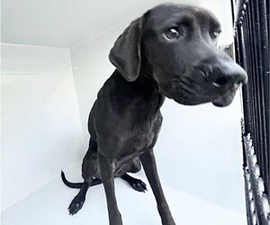 Labrador Retriever Dogs for adoption in Houston, TX, USA