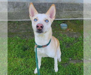 Siberian Husky Dogs for adoption in Long Beach, CA, USA