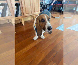 Basset Hound-Unknown Mix Dogs for adoption in Princeton, MN, USA
