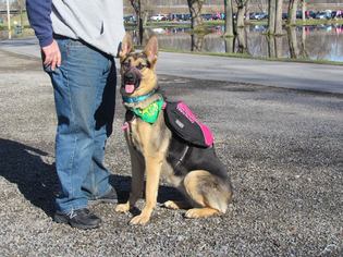 German Shepherd Dog Dogs for adoption in Tully, NY, USA