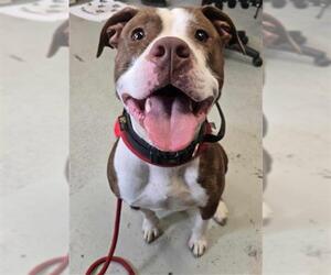 American Pit Bull Terrier Dogs for adoption in Stockton, CA, USA