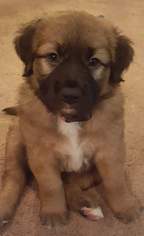 Medium Photo #1 German Shepherd Dog-Saint Bernard Mix Puppy For Sale in Maple Grove, MN, USA