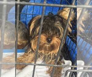 Mutt Dogs for adoption in Pottstown, PA, USA