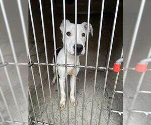 American Pit Bull Terrier-Unknown Mix Dogs for adoption in Louisville, KY, USA