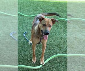 Shepradors Dogs for adoption in Baytown, TX, USA