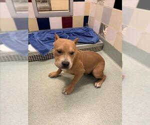 American Pit Bull Terrier Dogs for adoption in Plano, TX, USA