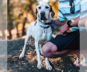 Pointer Dogs for adoption in San Diego, CA, USA