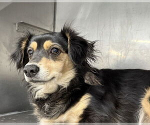Chihuahua Dogs for adoption in San Bernardino, CA, USA