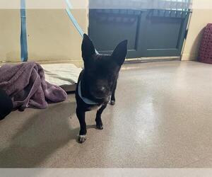 Chihuahua Dogs for adoption in Pasadena, CA, USA