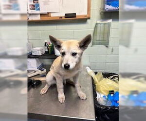 Siberian Husky Dogs for adoption in Stockton, CA, USA