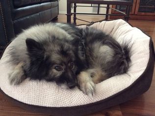 Keeshond Dogs for adoption in Redondo Beach, CA, USA