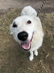 Border Collie-Unknown Mix Dogs for adoption in Cypress, TX, USA