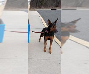 Doberman Pinscher Dogs for adoption in Fort Lauderdale, FL, USA