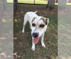 Labsky Dogs for adoption in Grovetown, GA, USA