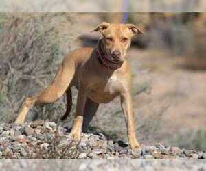 Doberman Pinscher-Labrador Retriever Mix Dogs for adoption in Rio Rancho, NM, USA