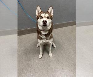Siberian Husky-Unknown Mix Dogs for adoption in Las Vegas, NV, USA