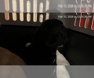 Labrador Retriever-Unknown Mix Dogs for adoption in Ocala, FL, USA