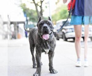 Mastiff Dogs for adoption in Woodside, NY, USA